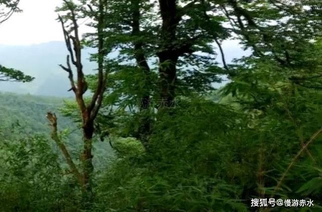 召唤神龙万宁版祖龙